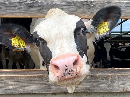 Färse auf Jüttens Hoff