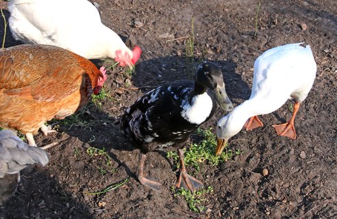 Laufenten und Hühner genießen Vogelmiere