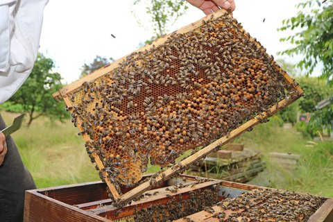 Bienenstock hinterm Haus