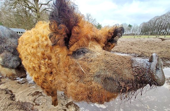 Freches Wollschwein namens Rote Lola