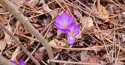 Krokusse im Vorfrühling Krokusse im Vorfrühling