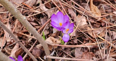 Krokusse im Vorfrühling