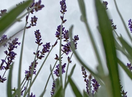 Blick von unten auf Lavendel