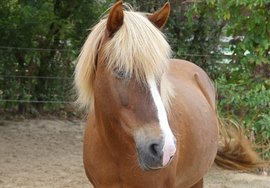 Rosella, das Pferd