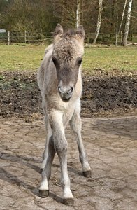 Tarpan-Fohlen auf wackeligen Beinen