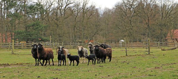 St. Kilda-Schafe im LandPark