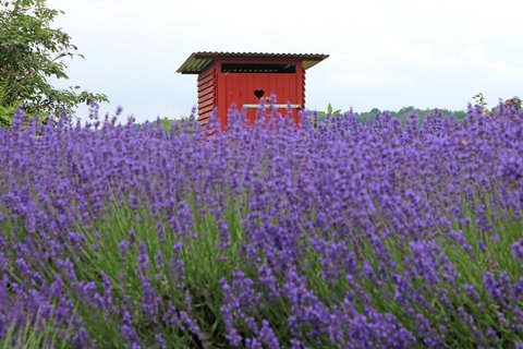 Toilette im Lavendelfeld