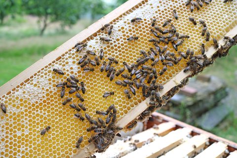 Fleißge Bienen 