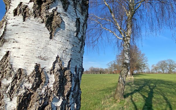 Birken, Felder und Almuths Haus